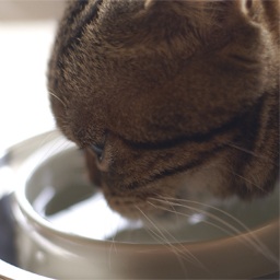 水飲みボウルで水を飲む猫の写真