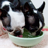 水飲みボウルで水を飲む２人の犬の写真
